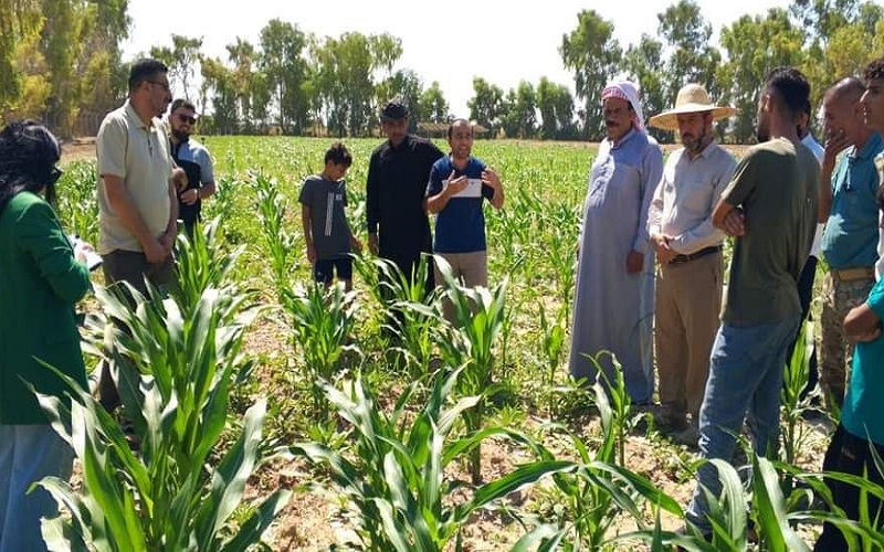 A lecturer at the College of Agriculture lectures in a field observation on the optimal method and timing of fertilizer use according to the growth stages of yellow corn