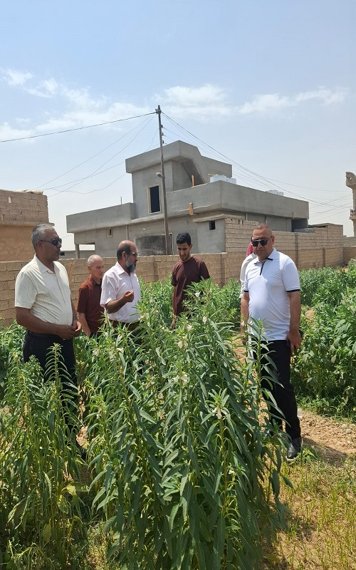 عميد كلية النباتات الطبية والصناعية يتفقد مشروع بحث ماجستير حول تأثير مواعيد الزراعة على المركبات الفعالة في السمسم