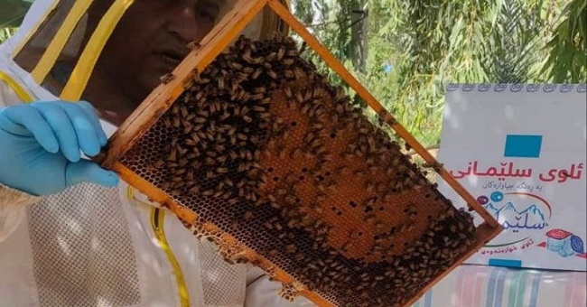 College of Agriculture / Kirkuk University begins the honey sorting process