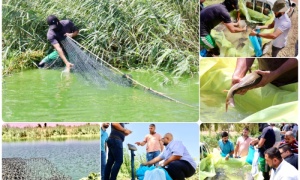 دعماً للمنتوج المحلي.. جامعة كركوك تنتج وجبة جديدة من الاسماك المرباة في أحواض محطة البحوث والتجارب الزراعية
