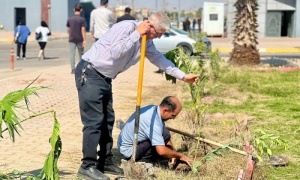 Implementation of the government program.. The University of Kirkuk holds a tree planting campaign