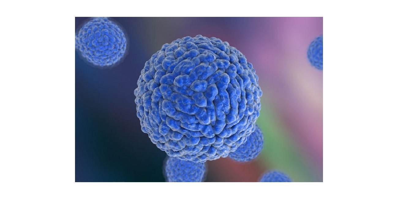 الصحة تحذر من الحمى ...