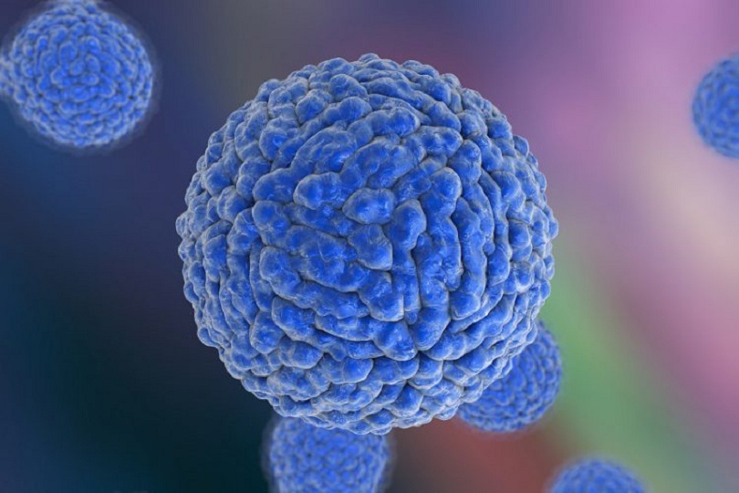 الصحة تحذر من الحمى النزفية وتدعو إلى الوقاية