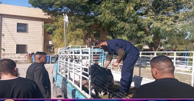 المستوصف البيطري التعليمي يستقبل حالة مرضية .