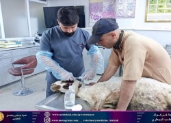 The veterinary college receives sick patients.