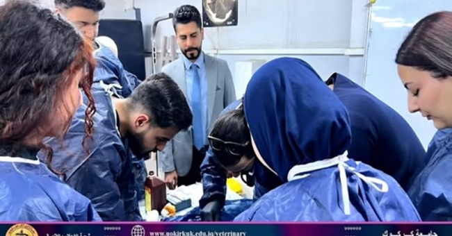 طلبة الطب البيطري يجرون عمليات جراحية لمجموعة من الحيوانات