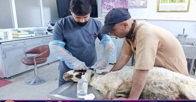 The veterinary college receives sick patients.