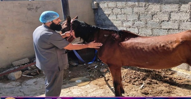 المستوصف البيطري التعليمي يستقبل حالة مرضية