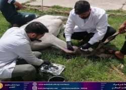 كلية البيطري تستقبل حالة مرضية .