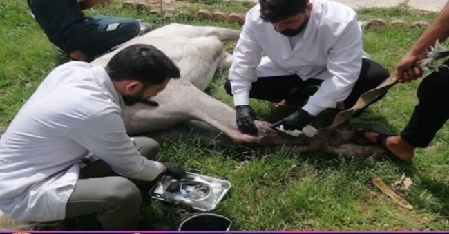 The veterinary college receives a patient.