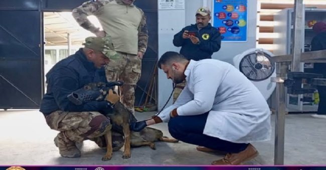 كلية البيطري تجري الكشف الدوري الشهري لكلاب ال K9 .