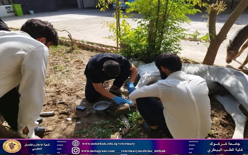 المستوصف البيطري التعليمي يستقبل حالة مرضية