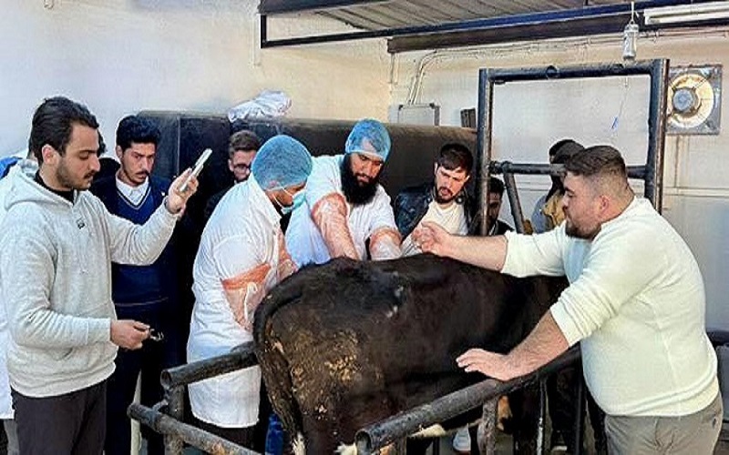  طلبة المرحلة الرابعة يُجرون عملية جراحية لبقرة  
