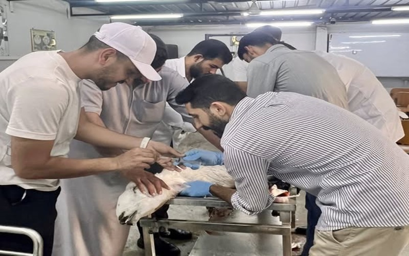 المستوصف البيطري التعليمي يستقبل الحالات المرضية .