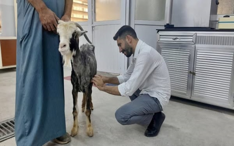 The educational veterinary clinic receives a sick case.