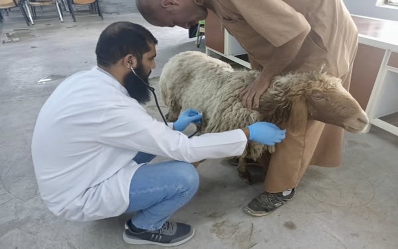 استمرار ورود الحالات المرضية الى المستوصف البيطري التعليمي .