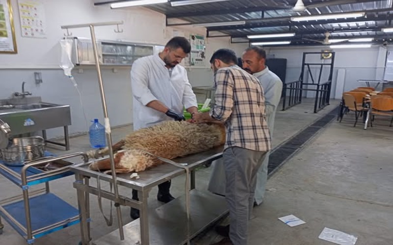  المستوصف البيطري التعليمي يستقبل حالة مرضية .