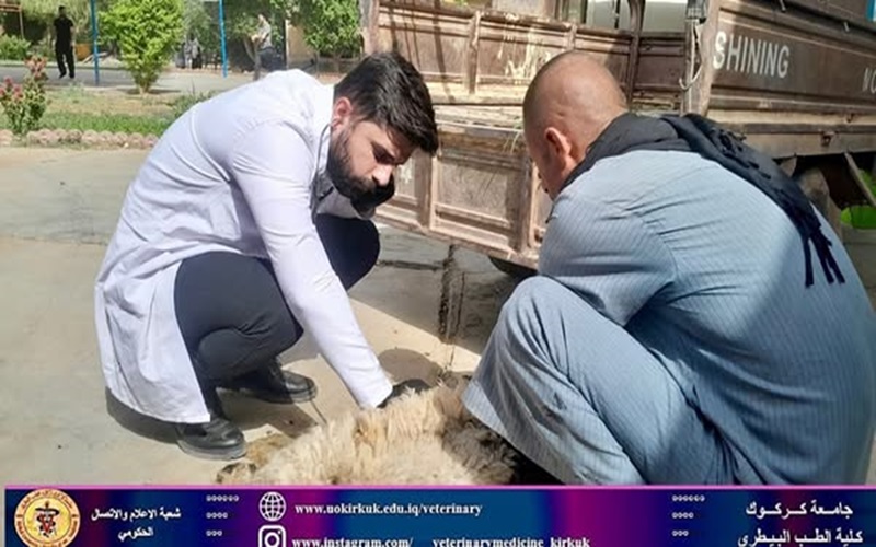 المستوصف البيطري التعليمي يستقبل حالات مرضية .