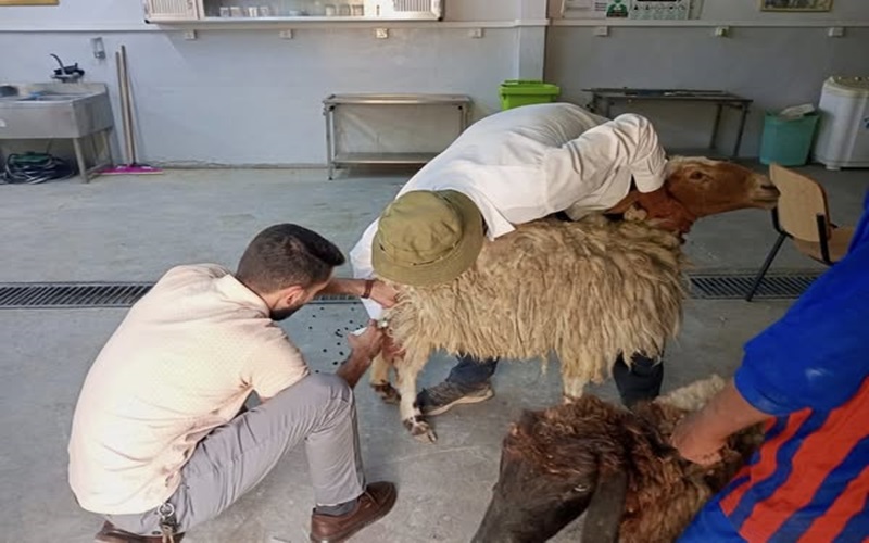 المستوصف البيطري التعليمي يستقبل حالات مرضية .