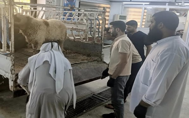 المستوصف البيطري التعليمي يستقبل حالات مرضية .