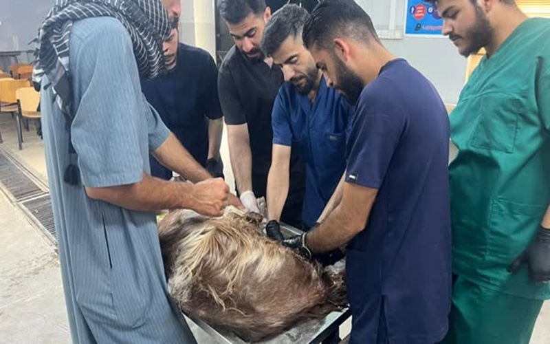 المستوصف البيطري التعليمي يستقبل حالة مرضية .