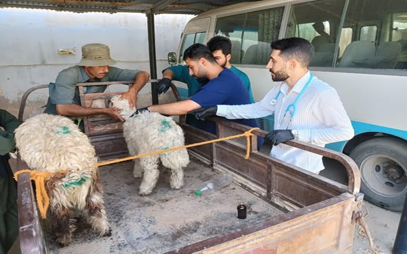 المستوصف البيطري التعليمي يستقبل حالات مرضية .