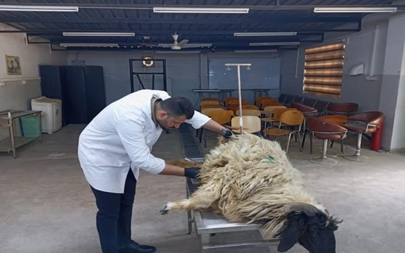 ورود حالة مرضية إلى المستوصف البيطري التعليمي في كليتنا .