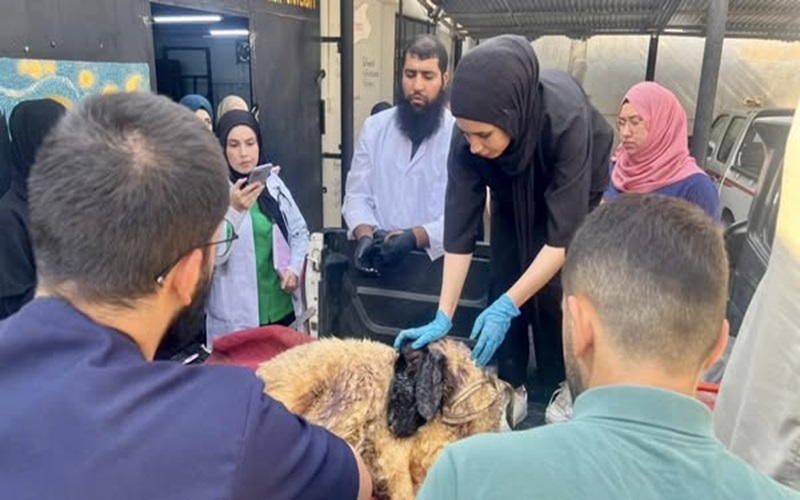 المستوصف البيطري التعليمي يستقبل حالة مرضية .