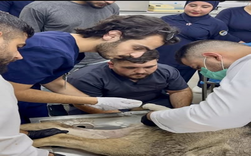 The educational veterinary clinic receives a sick case.