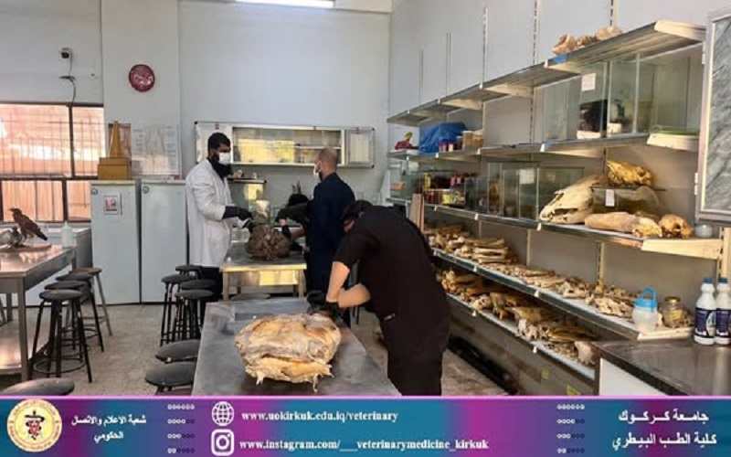 طلبة المرحلة الخامسة في كلية الطب البيطري يشاركون في تحنيط فرس 