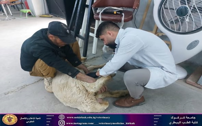 The veterinary college receives a patient.